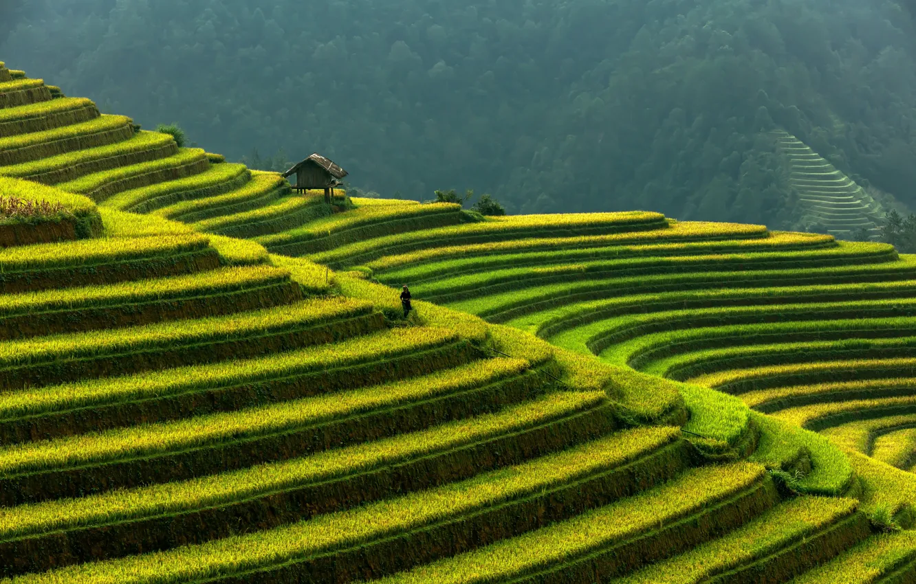 Photo wallpaper mountains, Vietnam, rice terraces