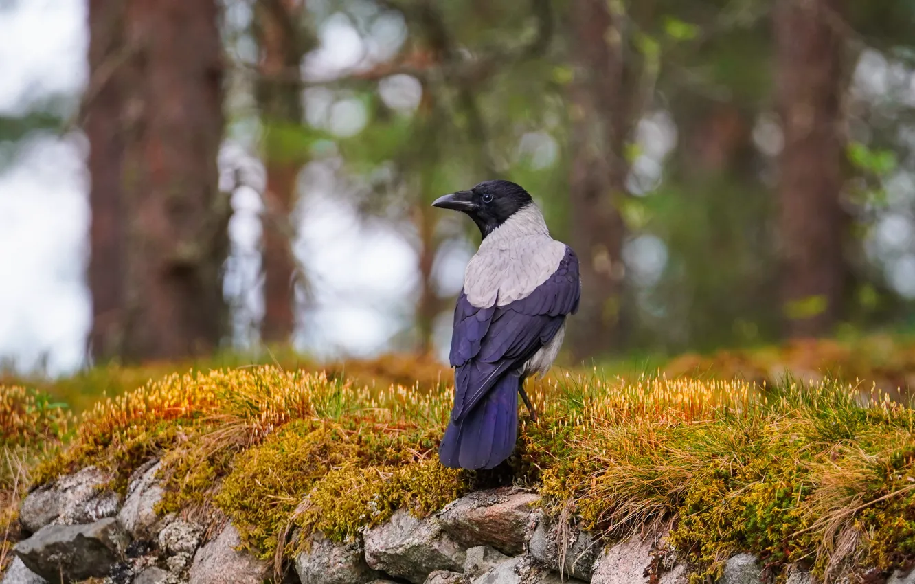 Photo wallpaper nature, stones, bird, moss, crows, bokeh