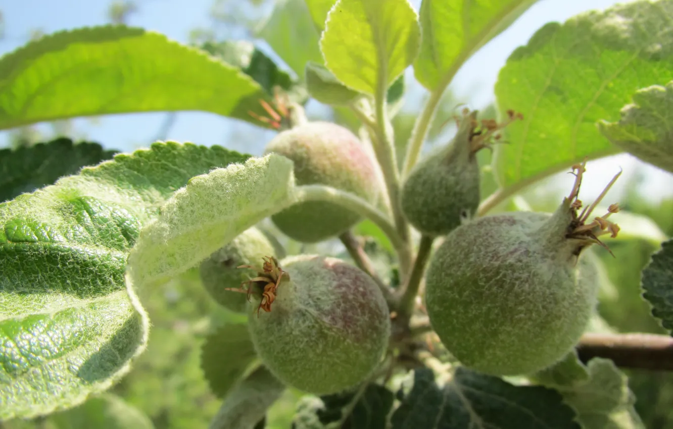 Photo wallpaper the sky, leaves, apples, spring