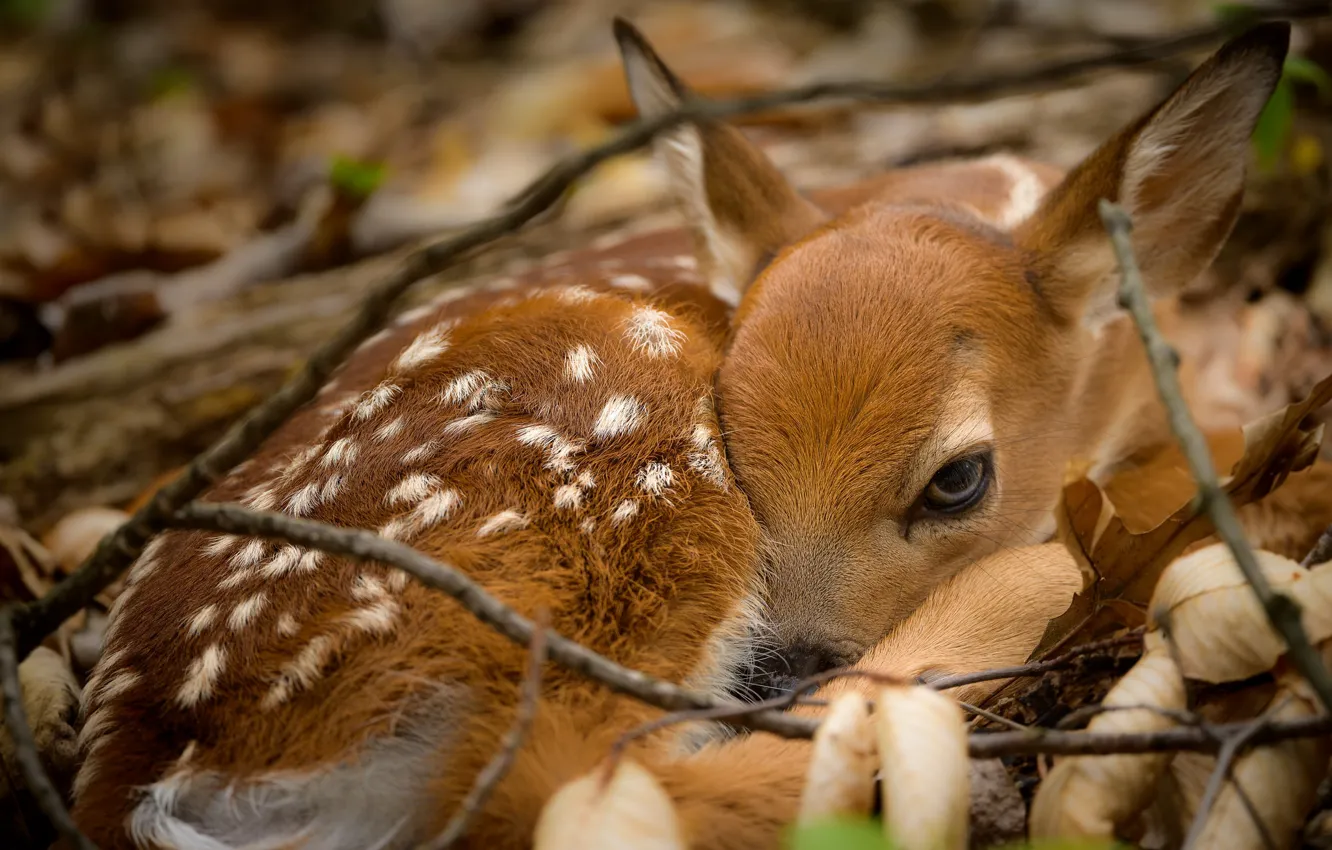 Photo wallpaper nature, deer, Baby Bambi