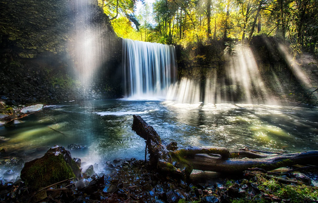 Photo wallpaper forest, leaves, rays, light, trees, river, stones, waterfall