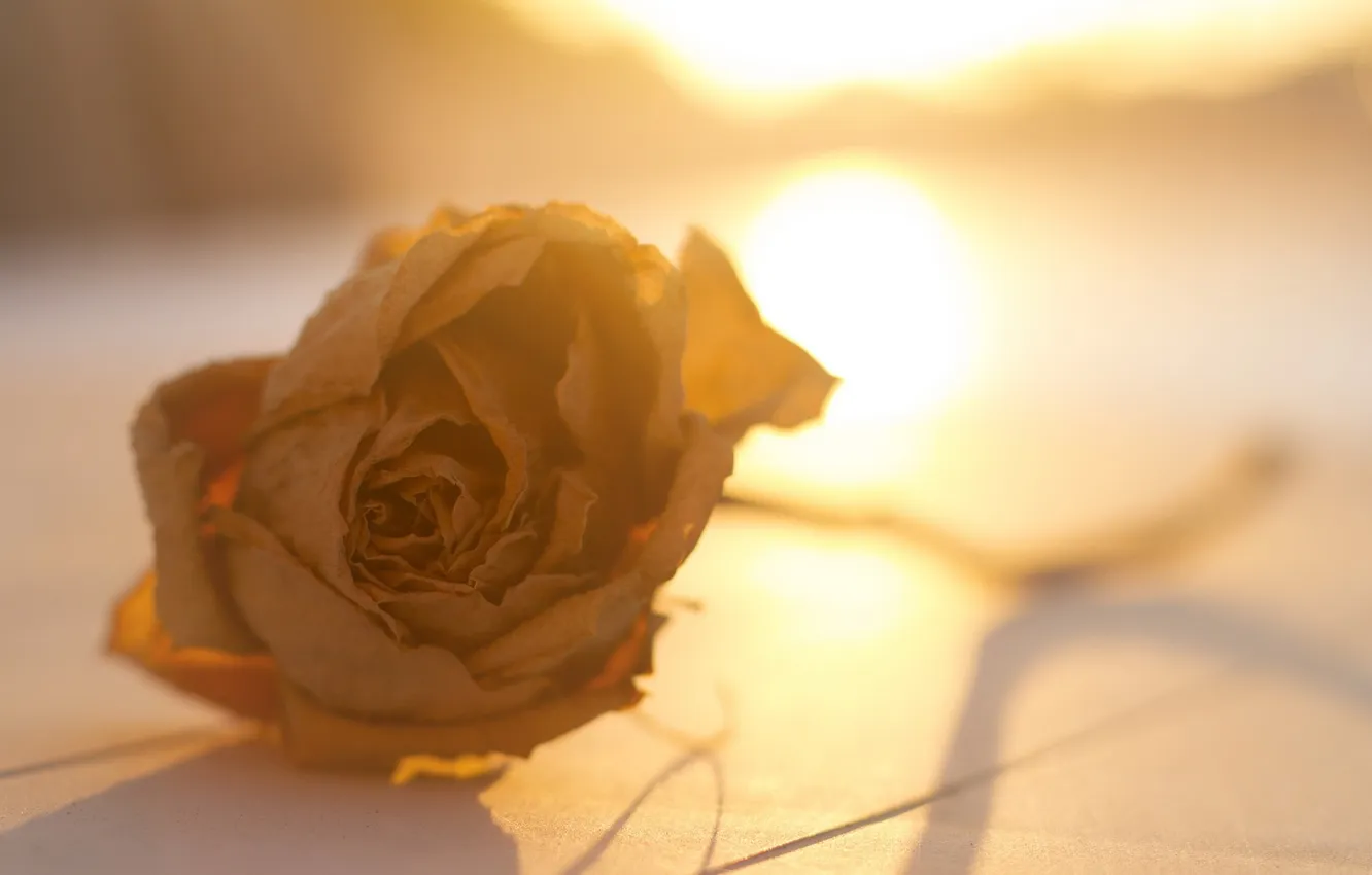 Photo wallpaper flower, light, rose