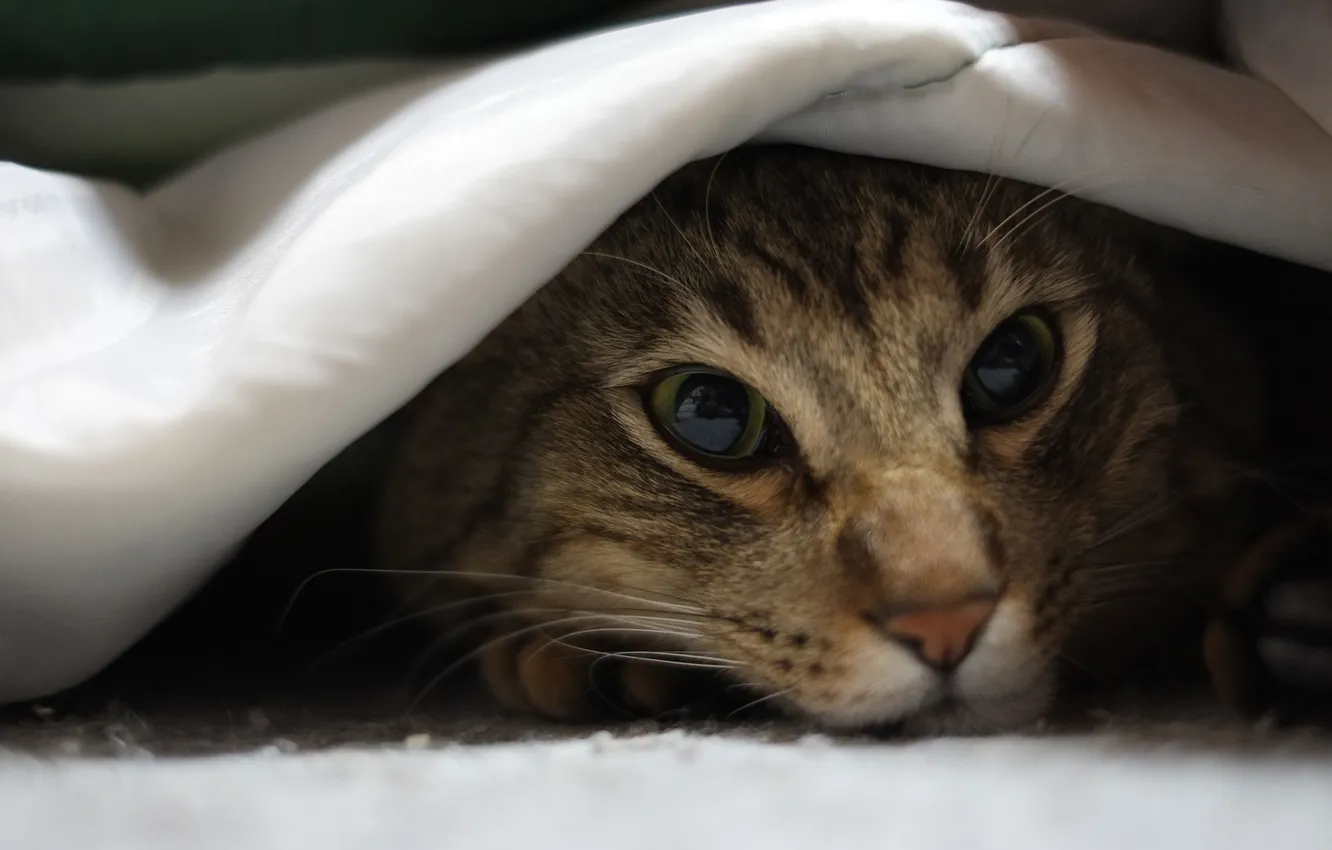 Photo wallpaper cat, cat, face, fabric, Kote, lying