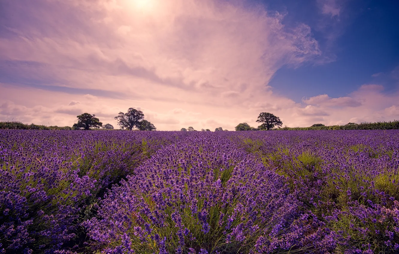 Photo wallpaper field, trees, sunset, clouds, nature, lavender