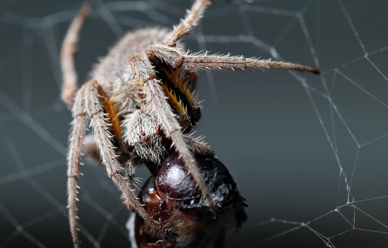 Photo wallpaper spider, legs, eyes, fang, dinner