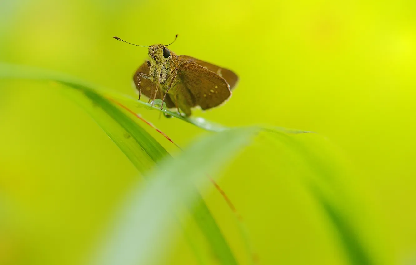 Photo wallpaper leaves, drops, background, butterfly, a blade of grass