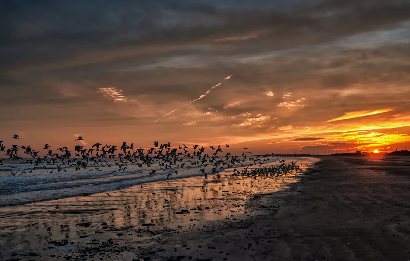 Photo wallpaper beach, sunset, the ocean, seagulls, california