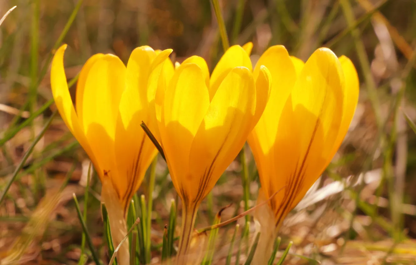 Photo wallpaper flower, yellow, spring, Crocus