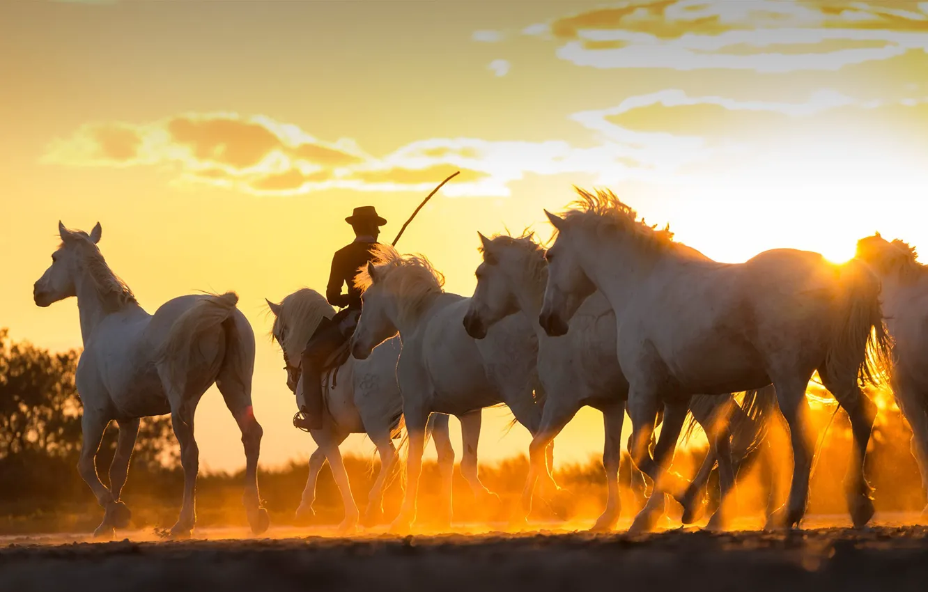 Photo wallpaper sunset, France, horse, cowboy, the herd, The Camargue