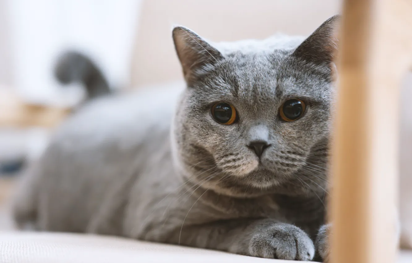 Photo wallpaper cat, cat, look, pose, grey, portrait, legs, lies