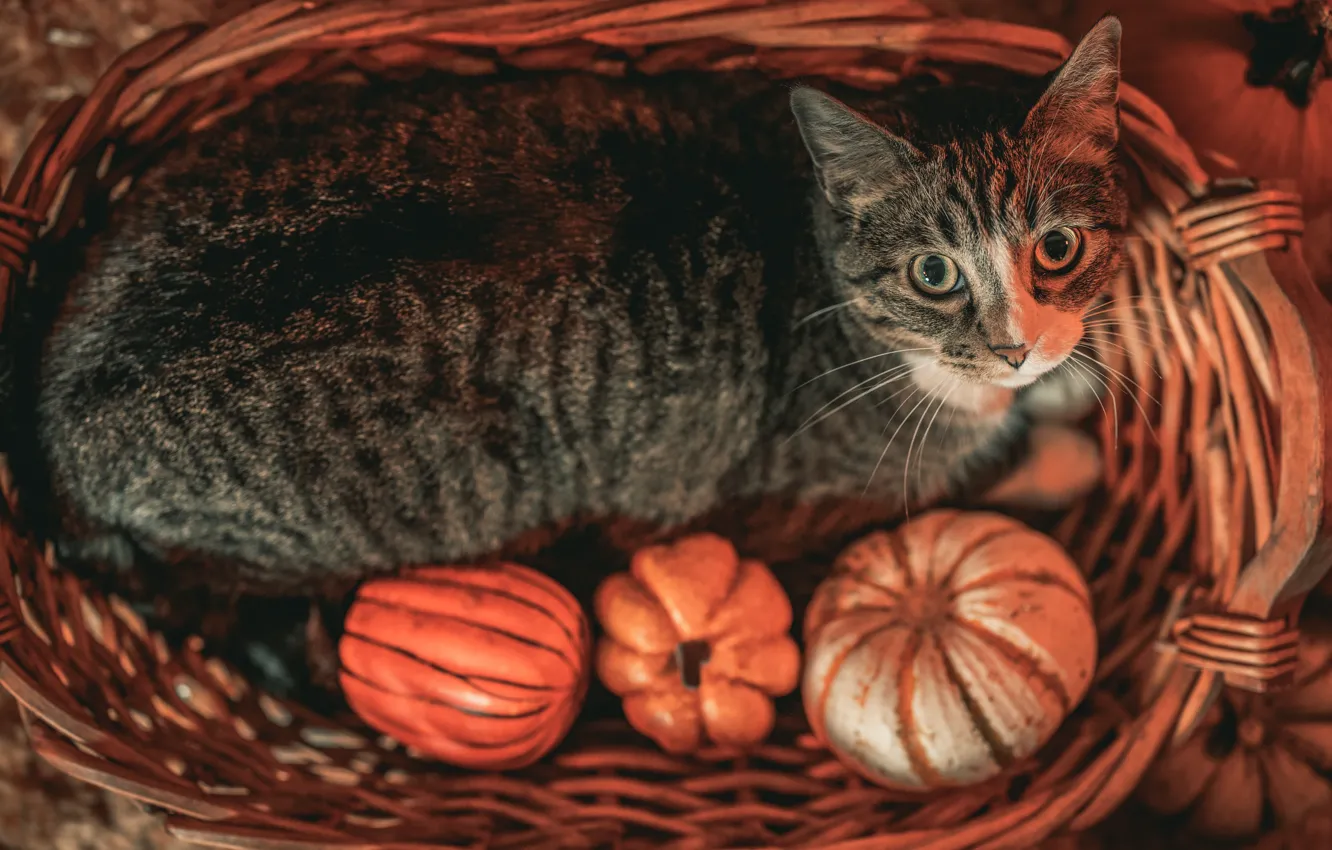Photo wallpaper autumn, cat, cat, look, grey, lies, pumpkin, face