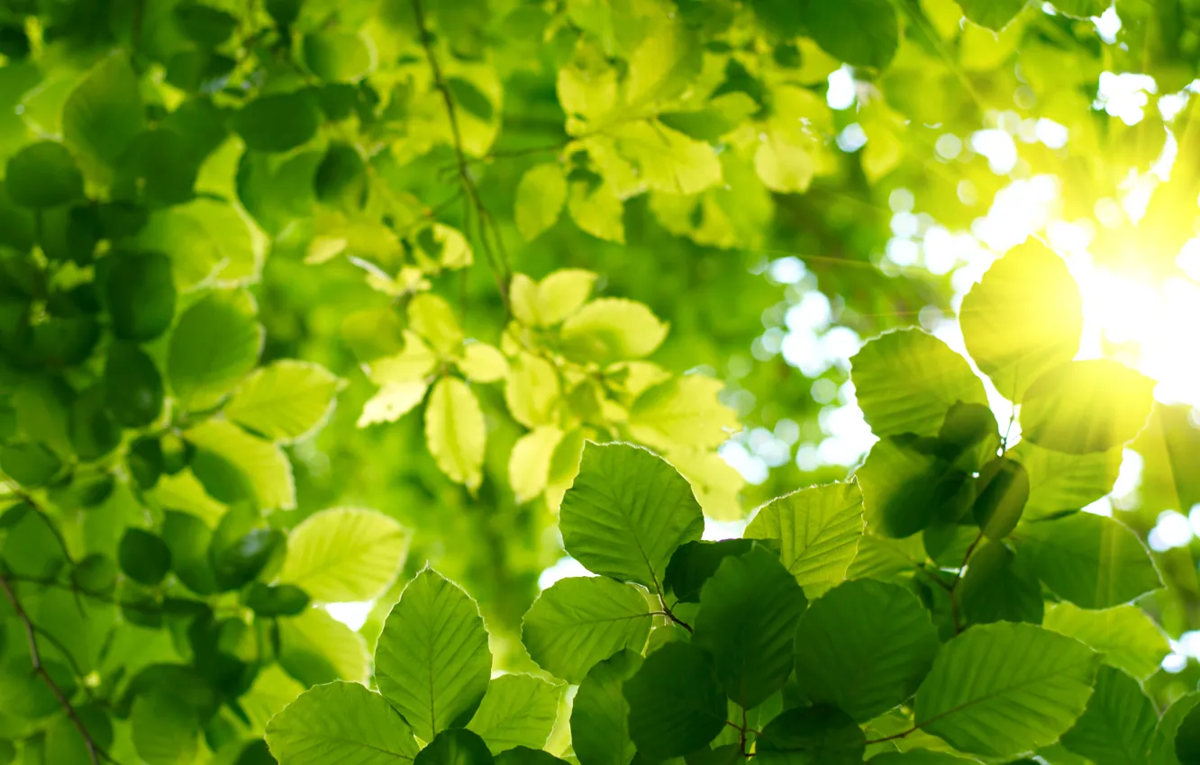 Photo wallpaper greens, summer, the sky, leaves, the sun, spring, Forest