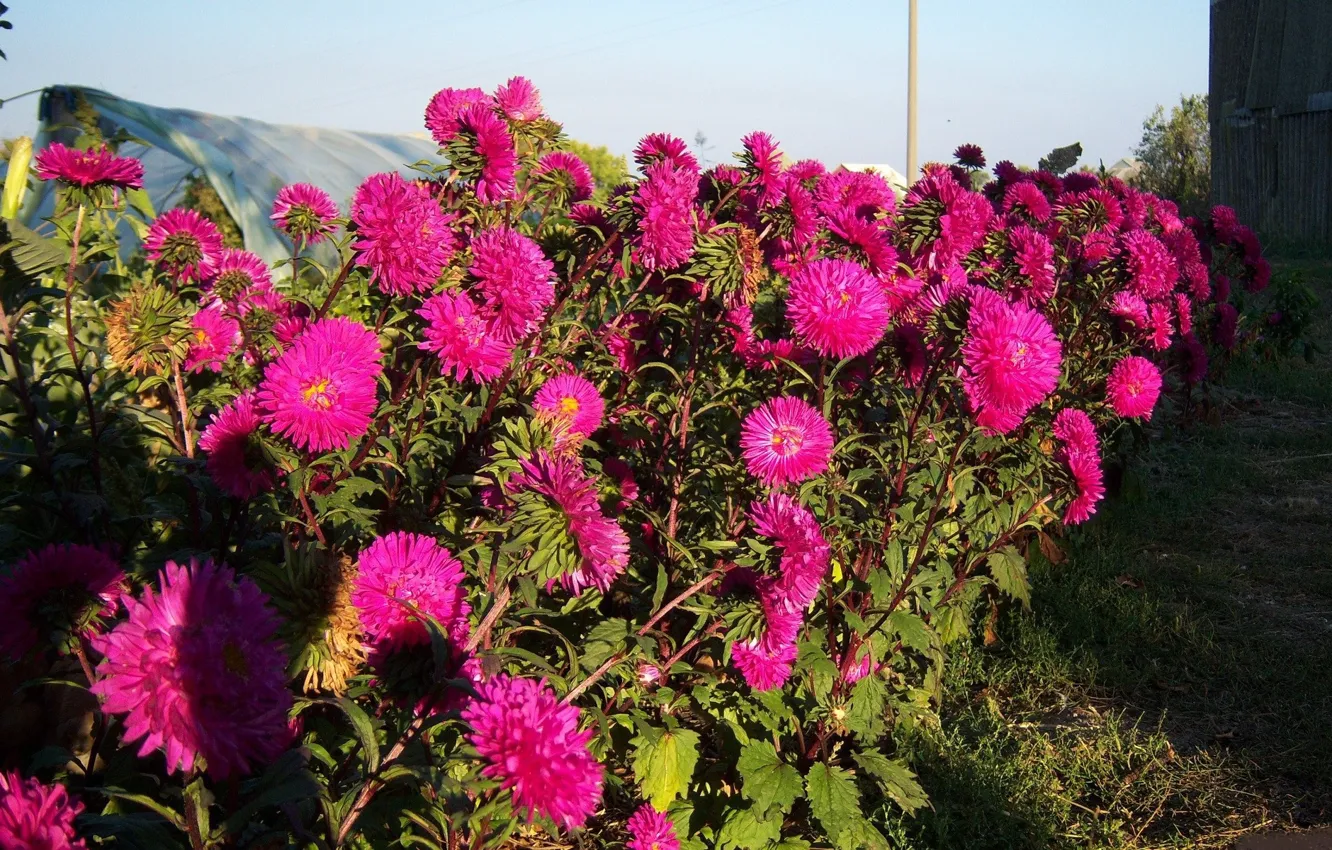 Photo wallpaper flowers, flowerbed, asters, Meduzanol ©