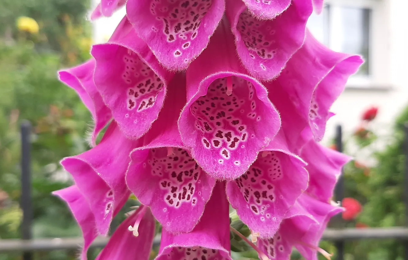 Wallpaper flowers, decorative, Foxglove for mobile and desktop, section