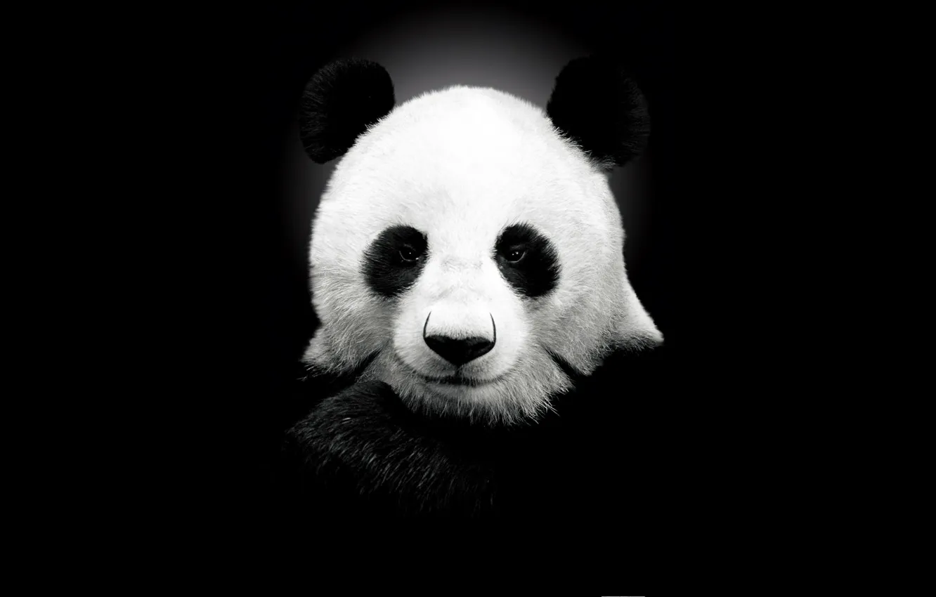Photo wallpaper bear, Panda, black color