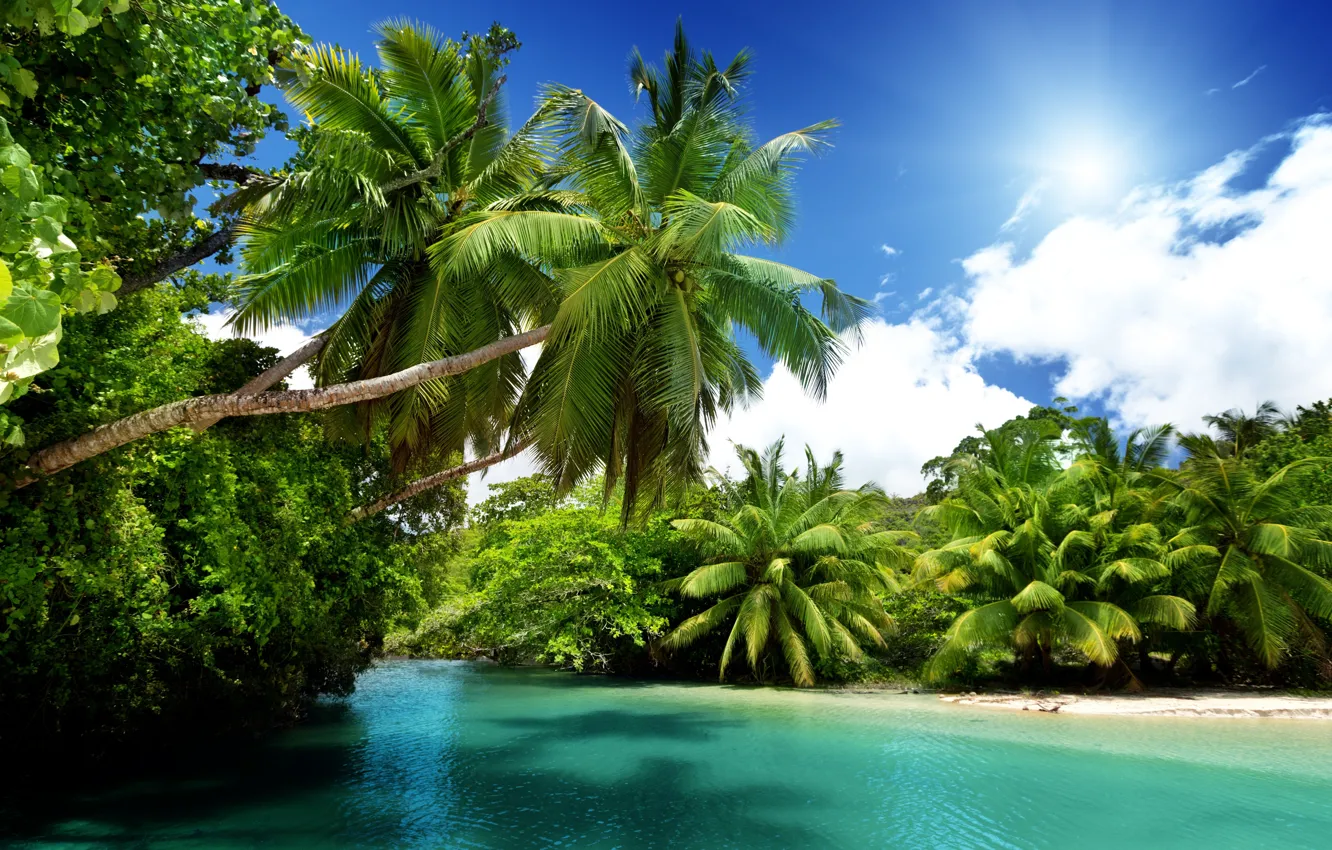 Photo wallpaper nature, palm trees, the ocean, exotic, Laguna