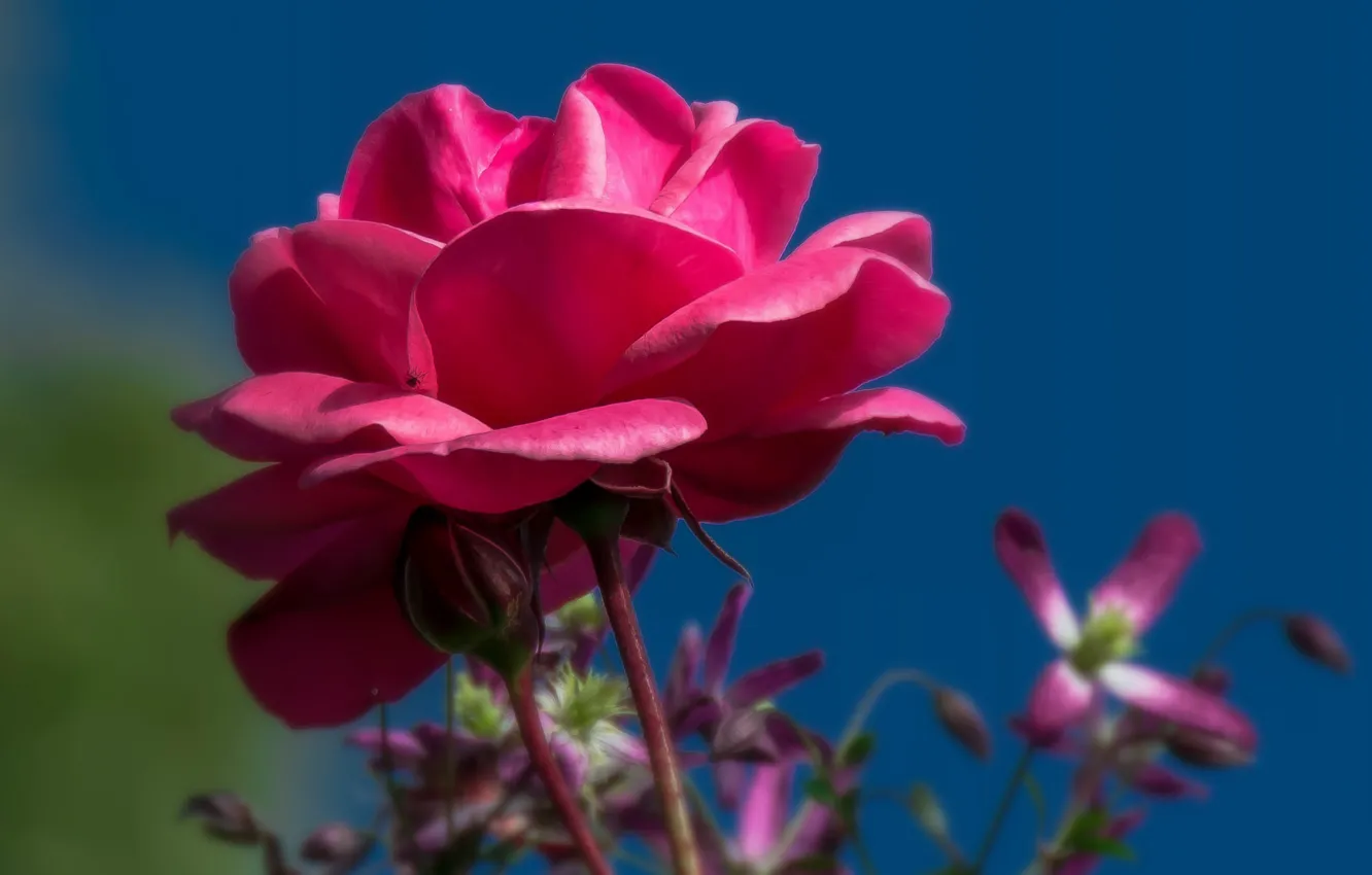 Photo wallpaper flower, the sky, background, rose, Bud