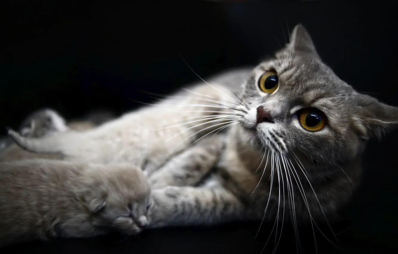Photo wallpaper kitty, newborn, grey cat