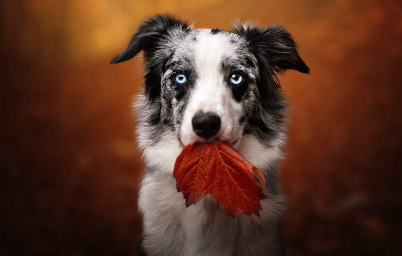 Photo wallpaper autumn, look, nature, leaf, portrait, dog, blue eyes, face