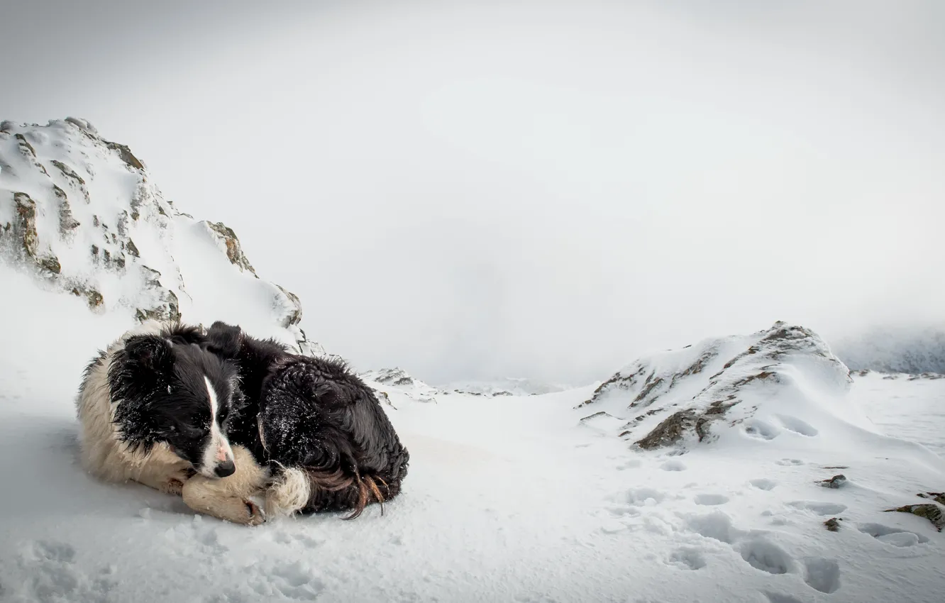 Photo wallpaper cold, snow, loneliness, dog