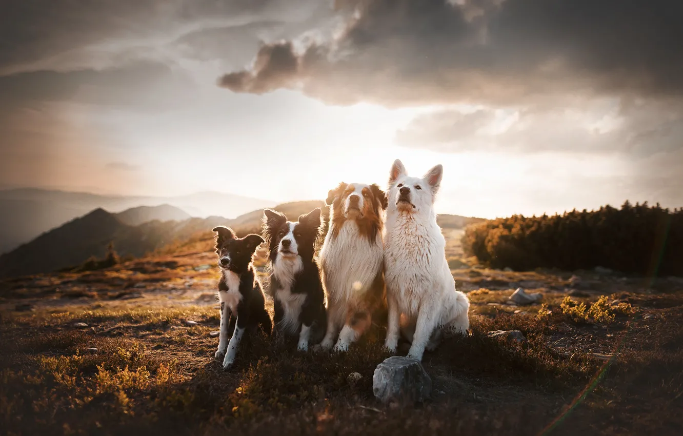 Photo wallpaper dogs, mountains, Quartet
