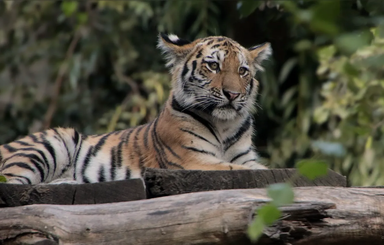 Photo wallpaper nature, tiger, animal, stay