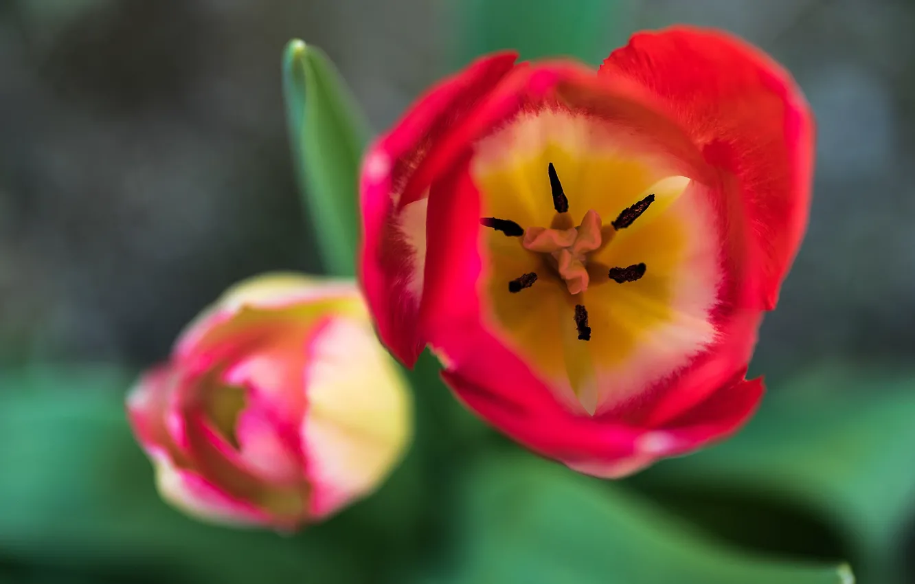 Photo wallpaper macro, petals, tulips, buds, bokeh