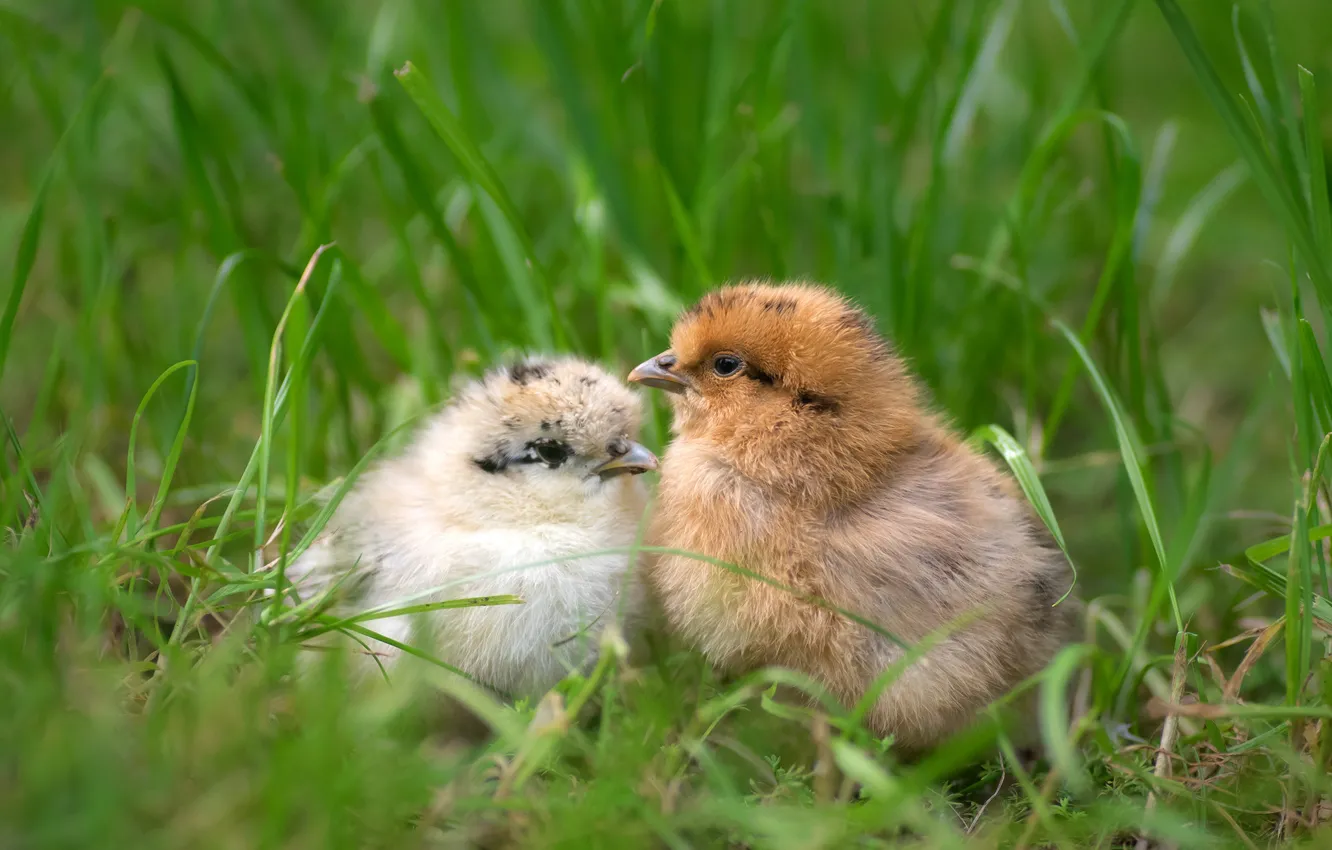 Photo wallpaper grass, chickens, baby
