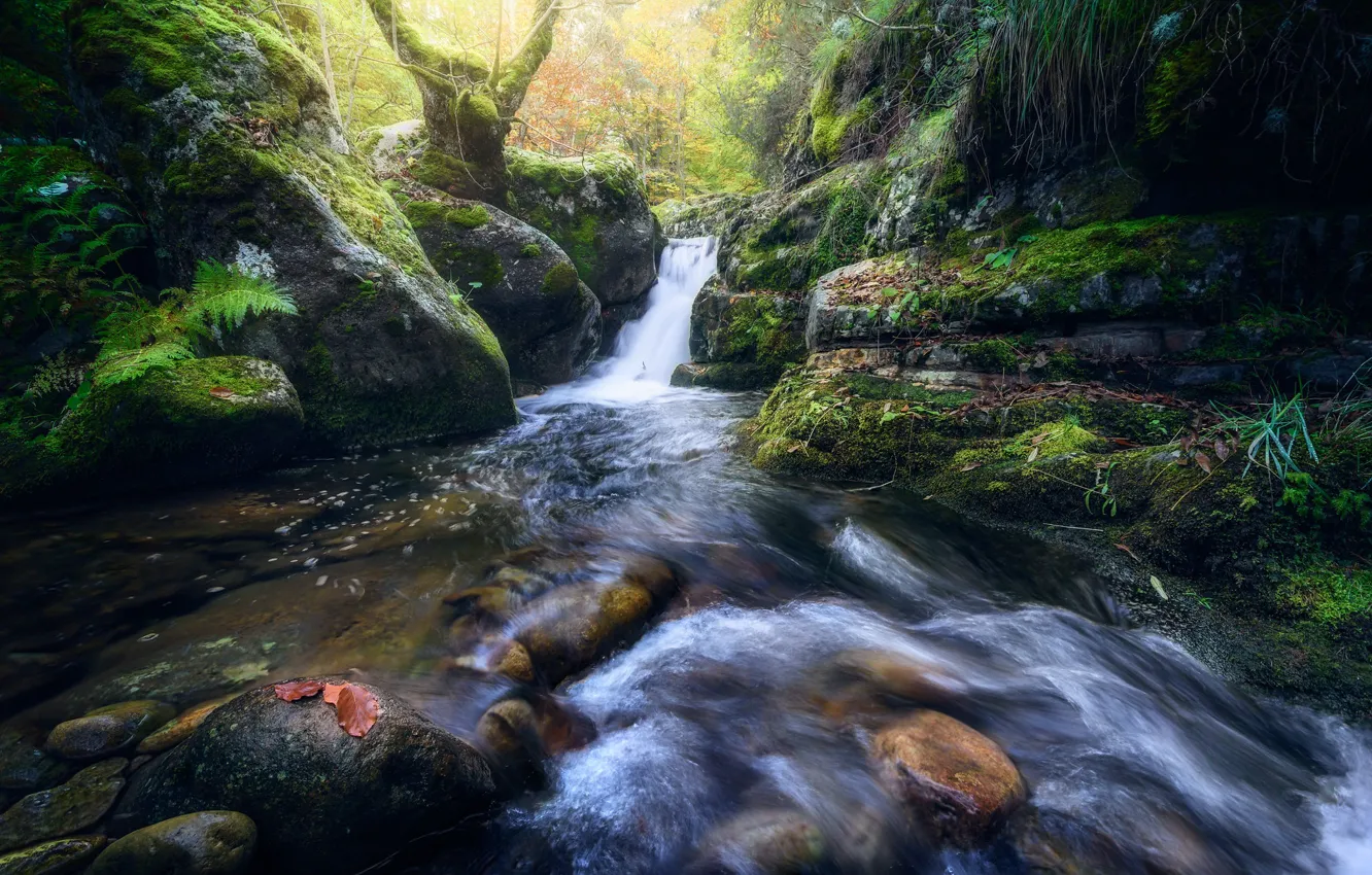 Photo wallpaper stones, rocks, vegetation, waterfall