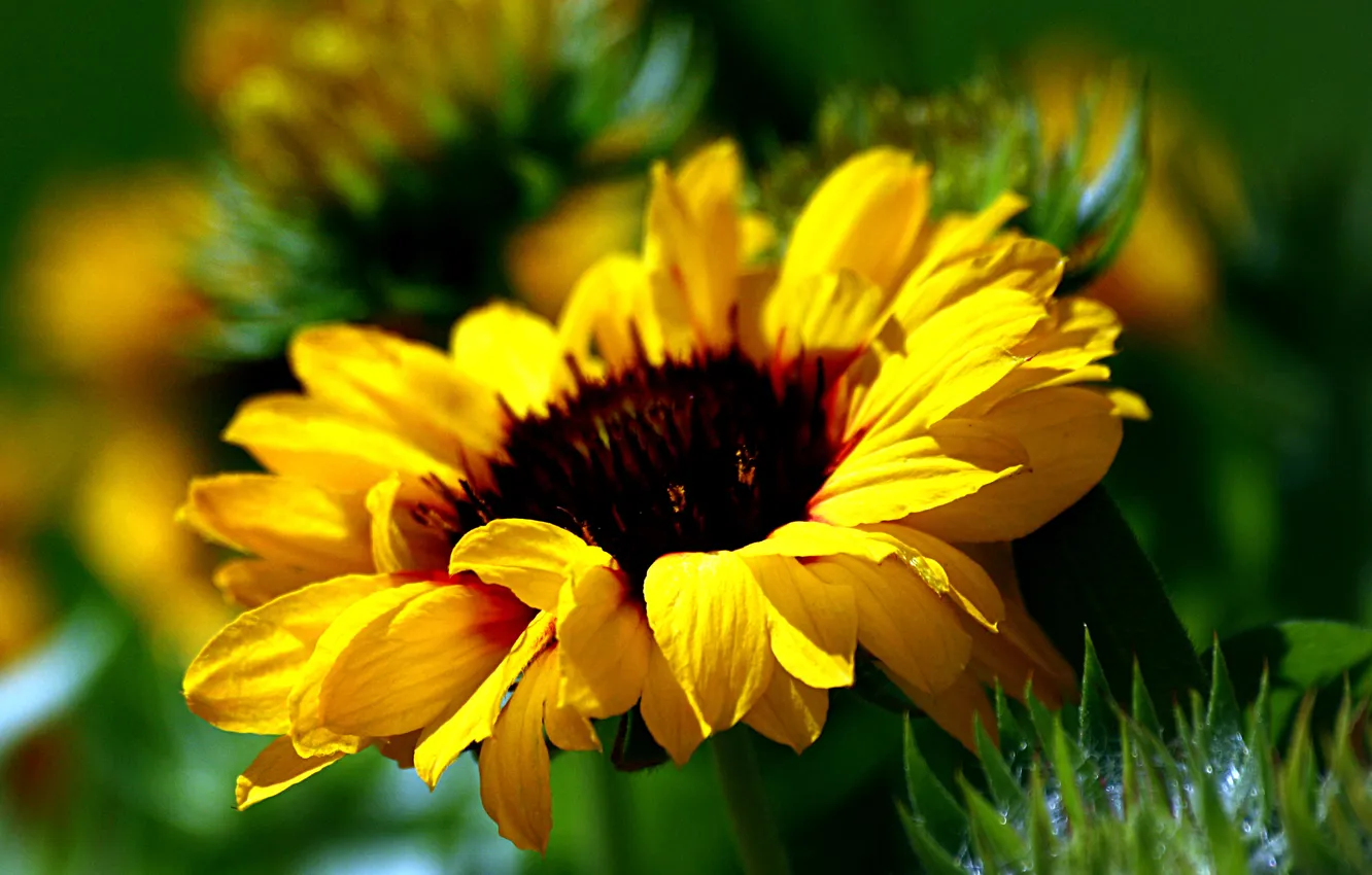 Photo wallpaper flowers, yellow, blur