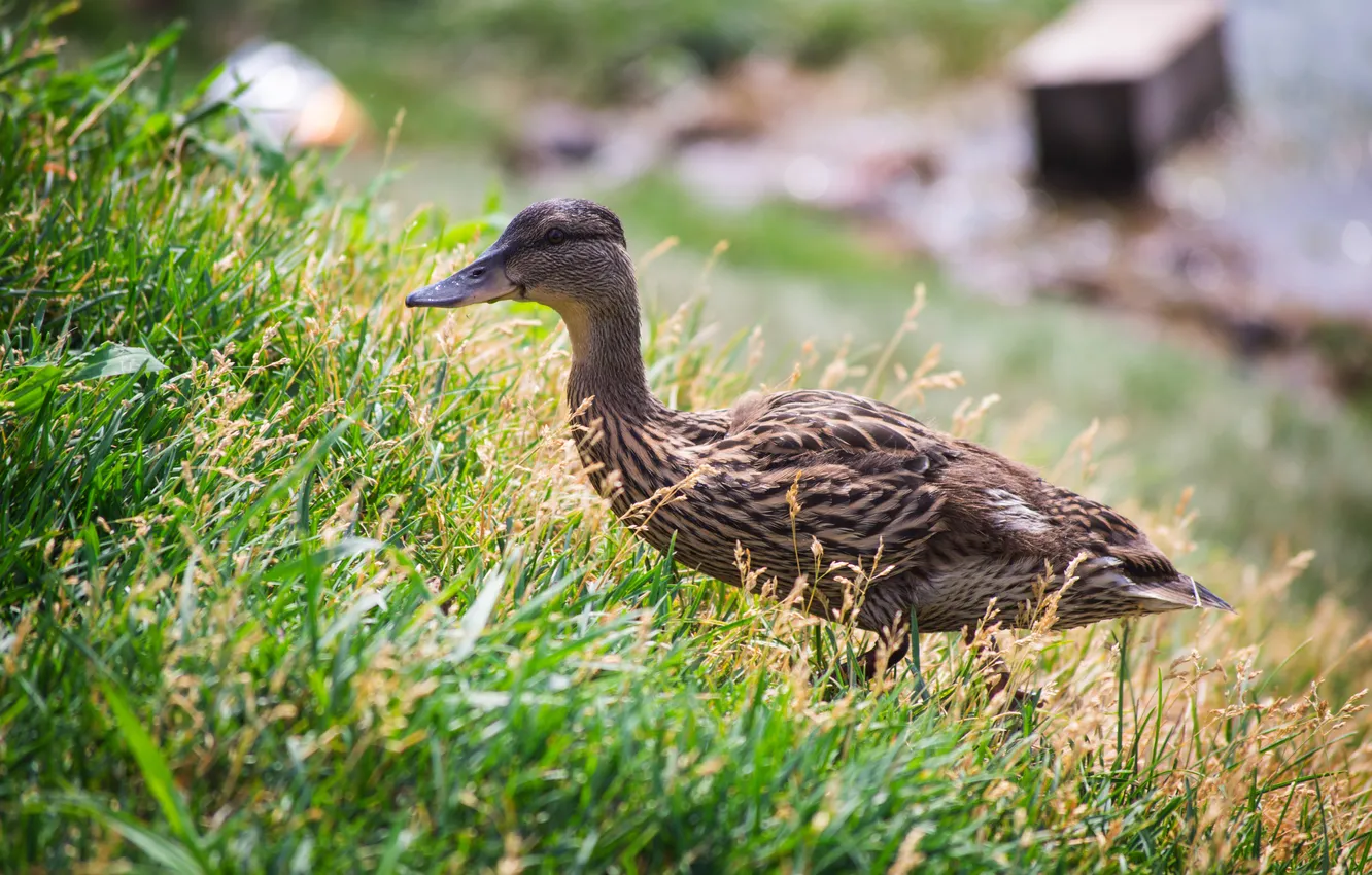 Photo wallpaper summer, nature, bird, duck