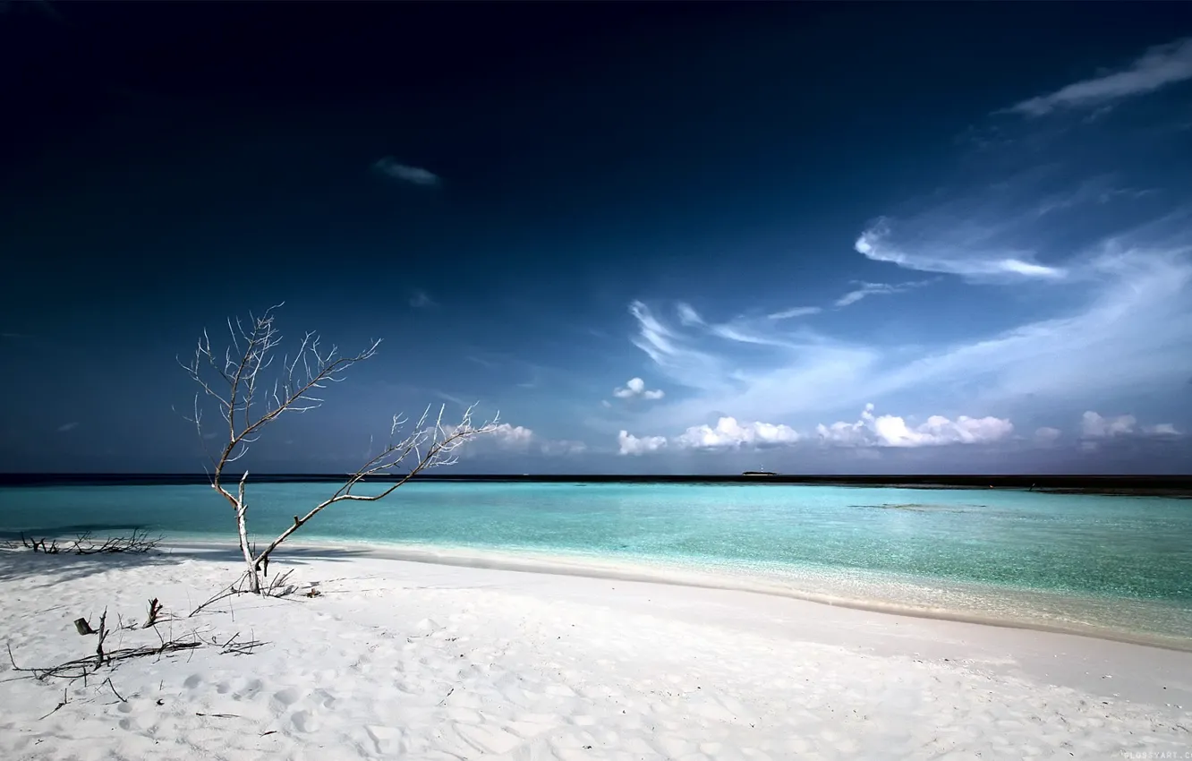Photo wallpaper beach, Laguna, tree, white sand