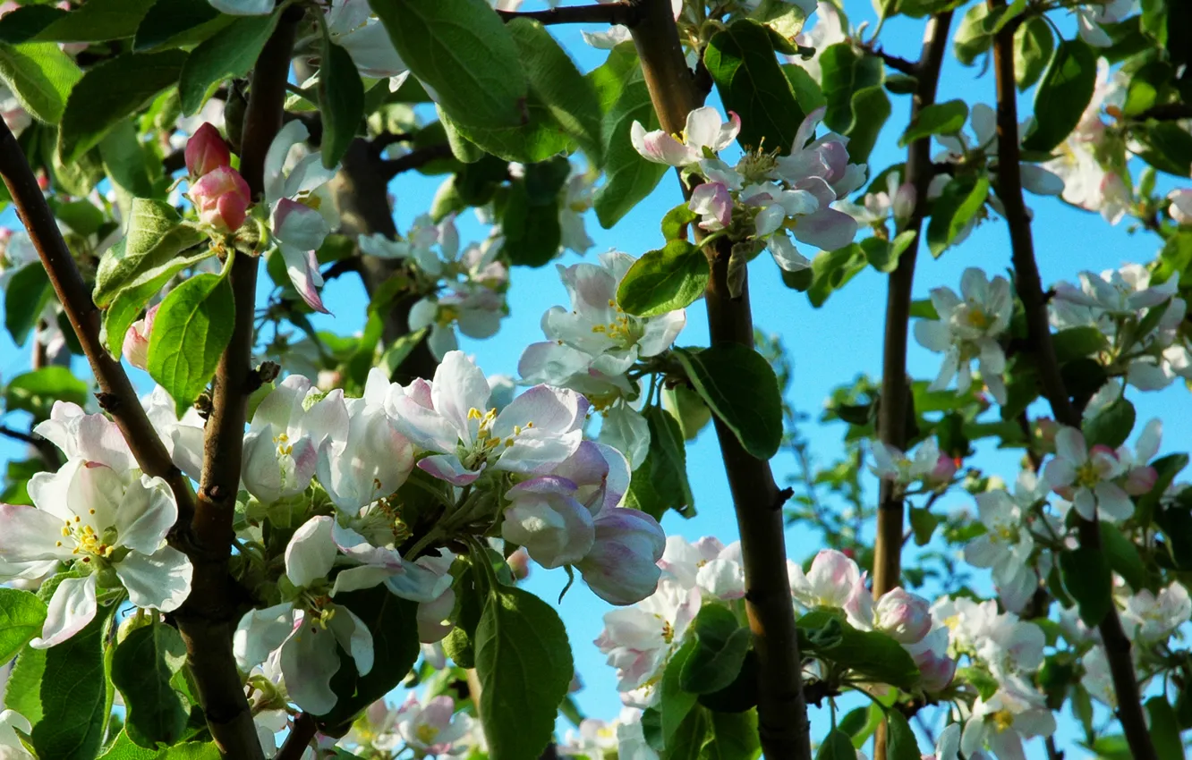Photo wallpaper spring, Apple, flowering, trees, spring, bloom, Flowering