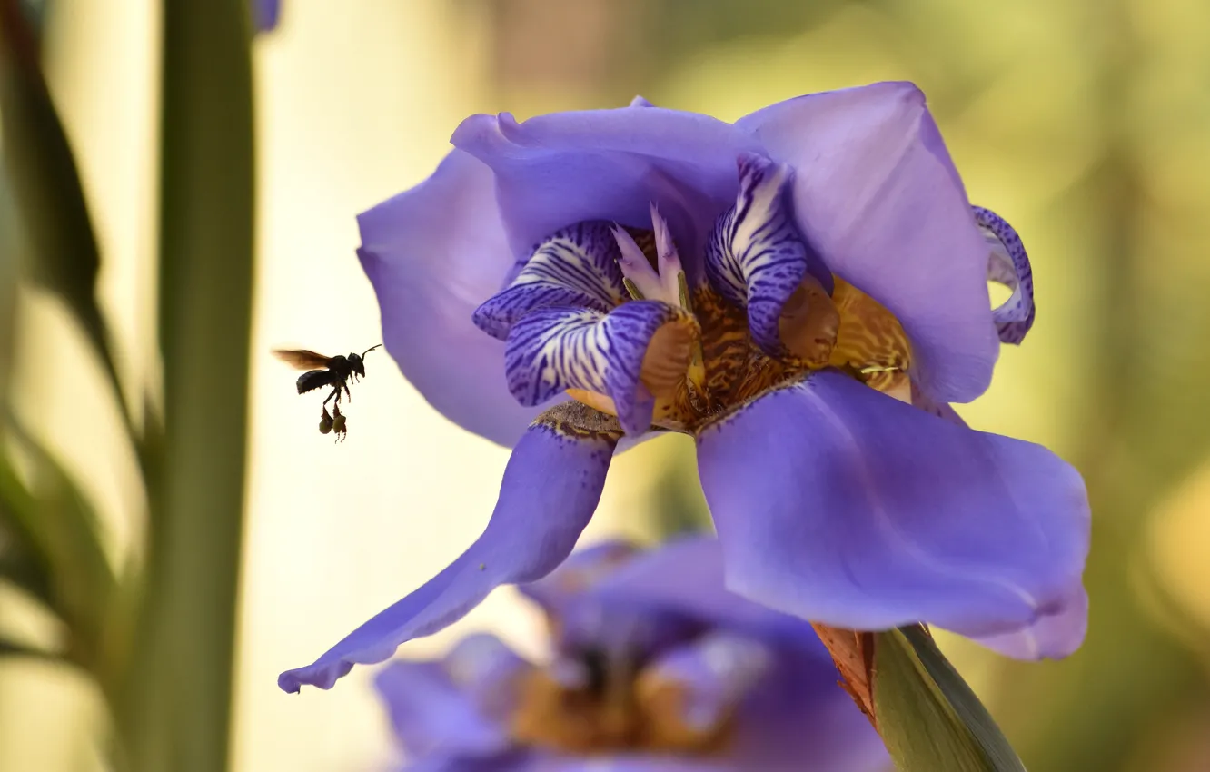 Photo wallpaper flowers, bee, spring, yellow background, lilac, bokeh, iris