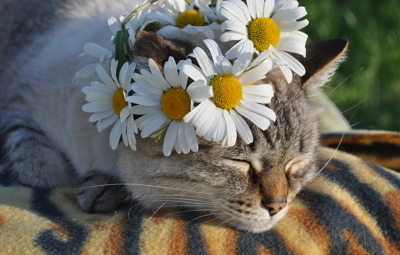 Photo wallpaper cat, cat, flowers, pose, grey, sleep, chamomile, sleeping
