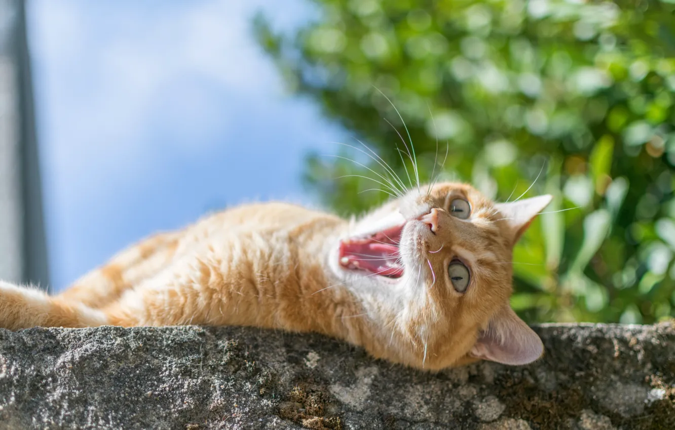Photo wallpaper cat, cat, red, yawn