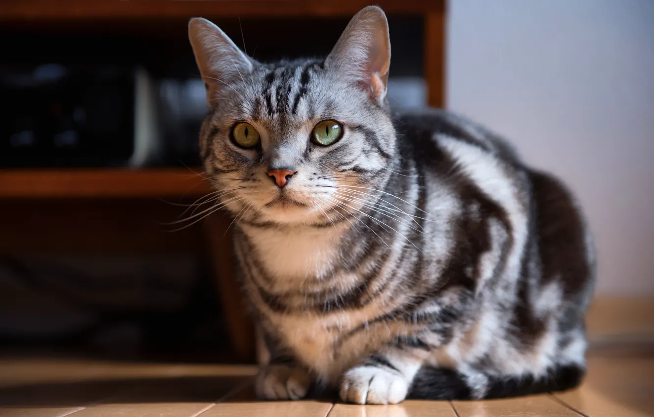 Photo wallpaper cat, cat, look, light, grey, room, furniture, floor