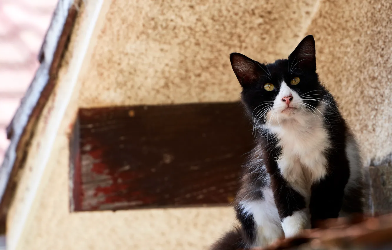 Photo wallpaper roof, cat, cat, look, background, black and white, sitting, yellow eyes