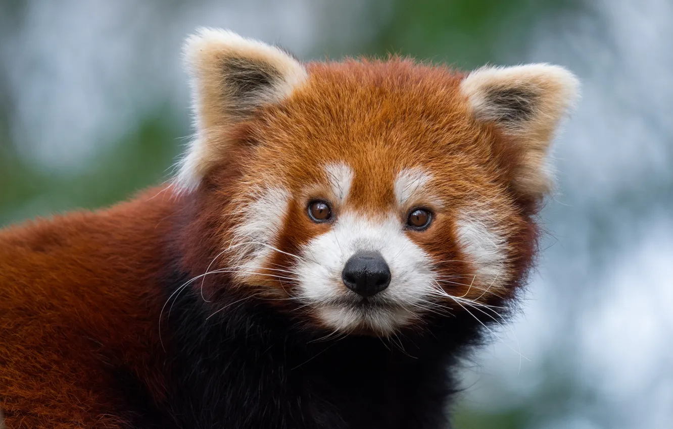 Photo wallpaper wool, muzzle, red Panda