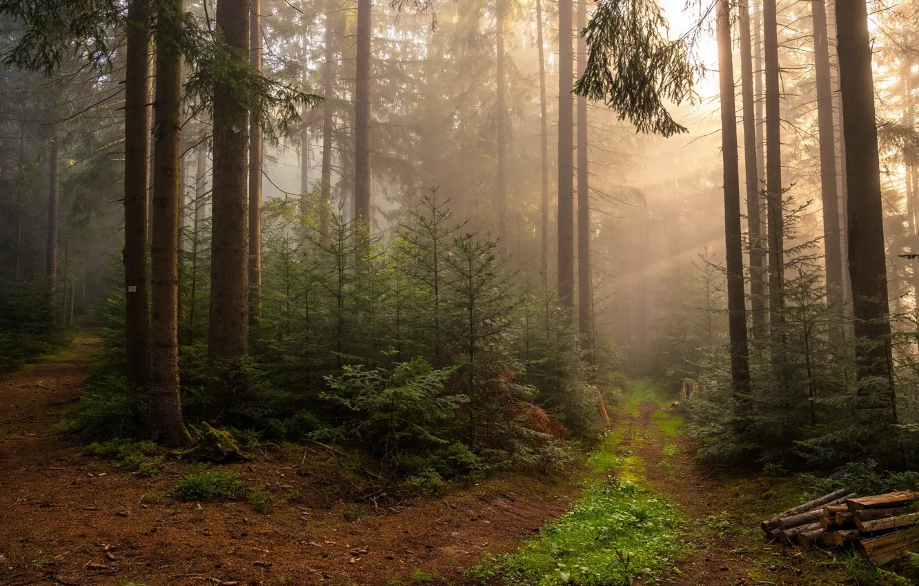 Photo wallpaper forest, nature, fog
