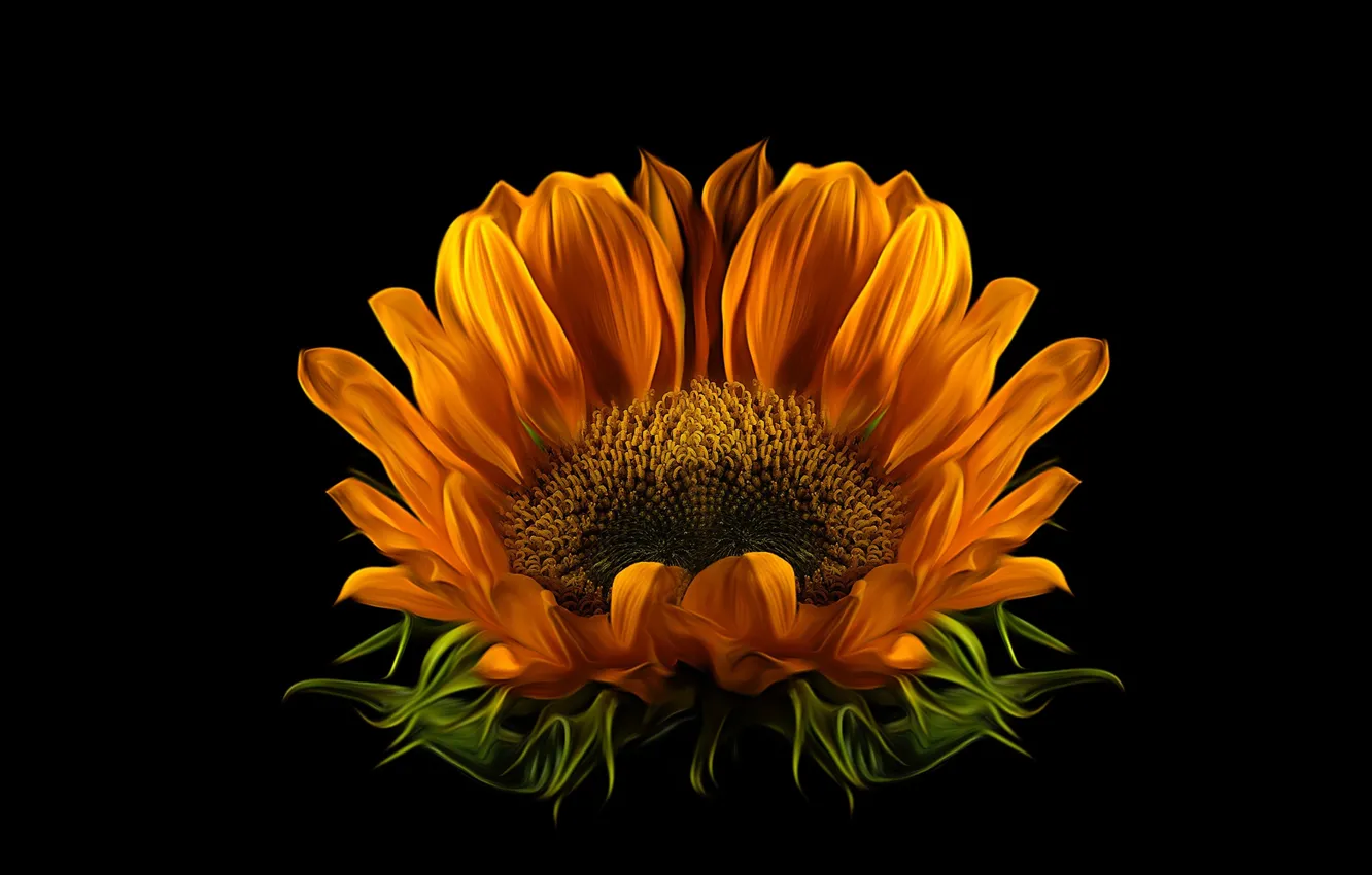 Photo wallpaper macro, sunflower, blooming, blosson