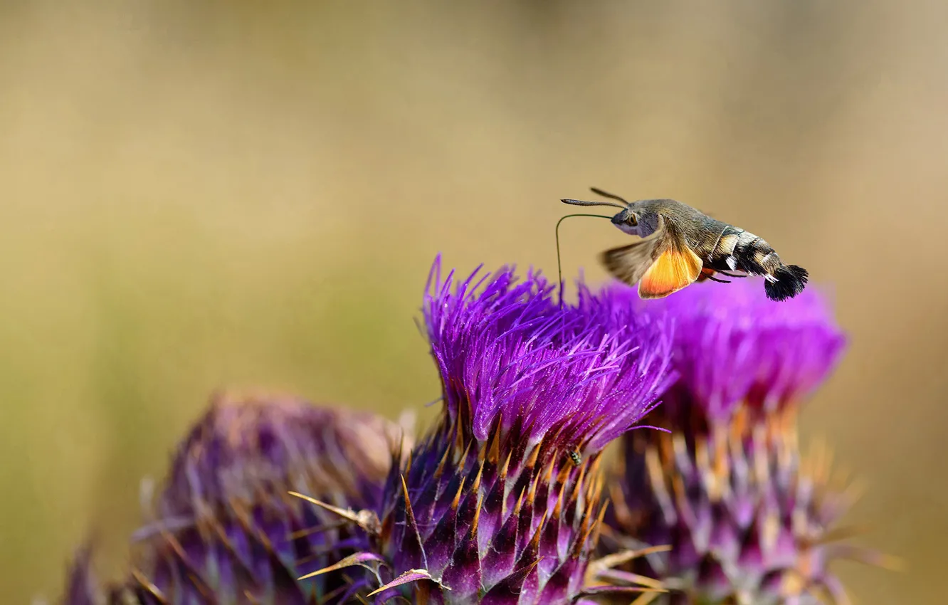 Photo wallpaper macro, flowers, butterfly, azcan common, hyles, bolshekhetsk star