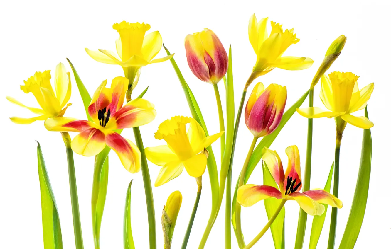 Photo wallpaper flowers, stems, white background, daffodils