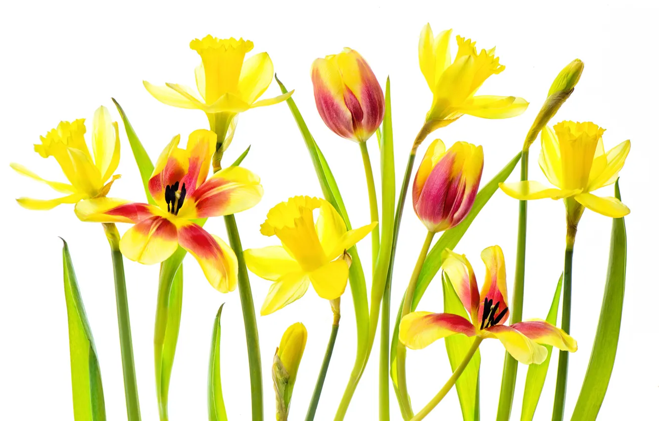 Photo wallpaper flowers, stem, white background, daffodils