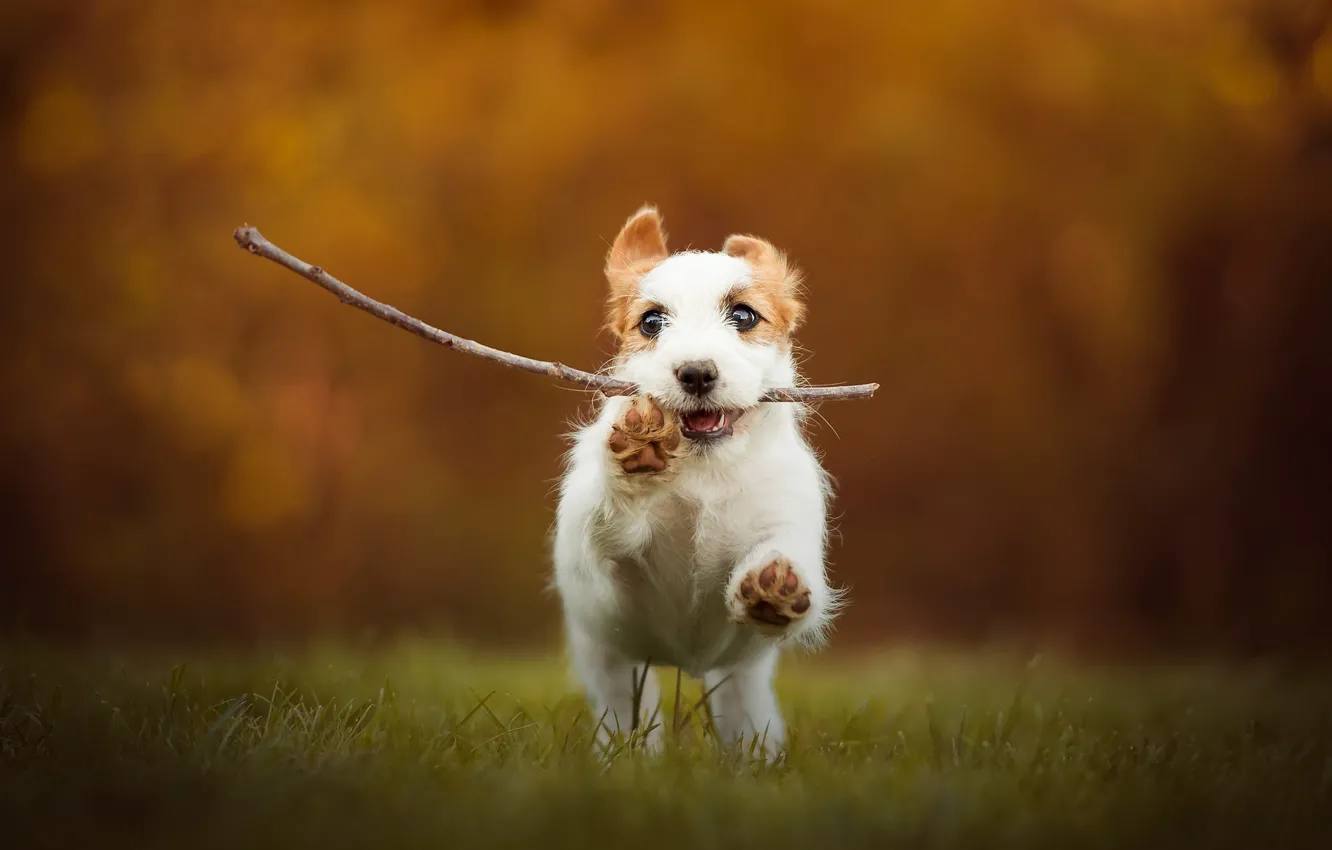Photo wallpaper autumn, grass, look, face, joy, orange, pose, sprig