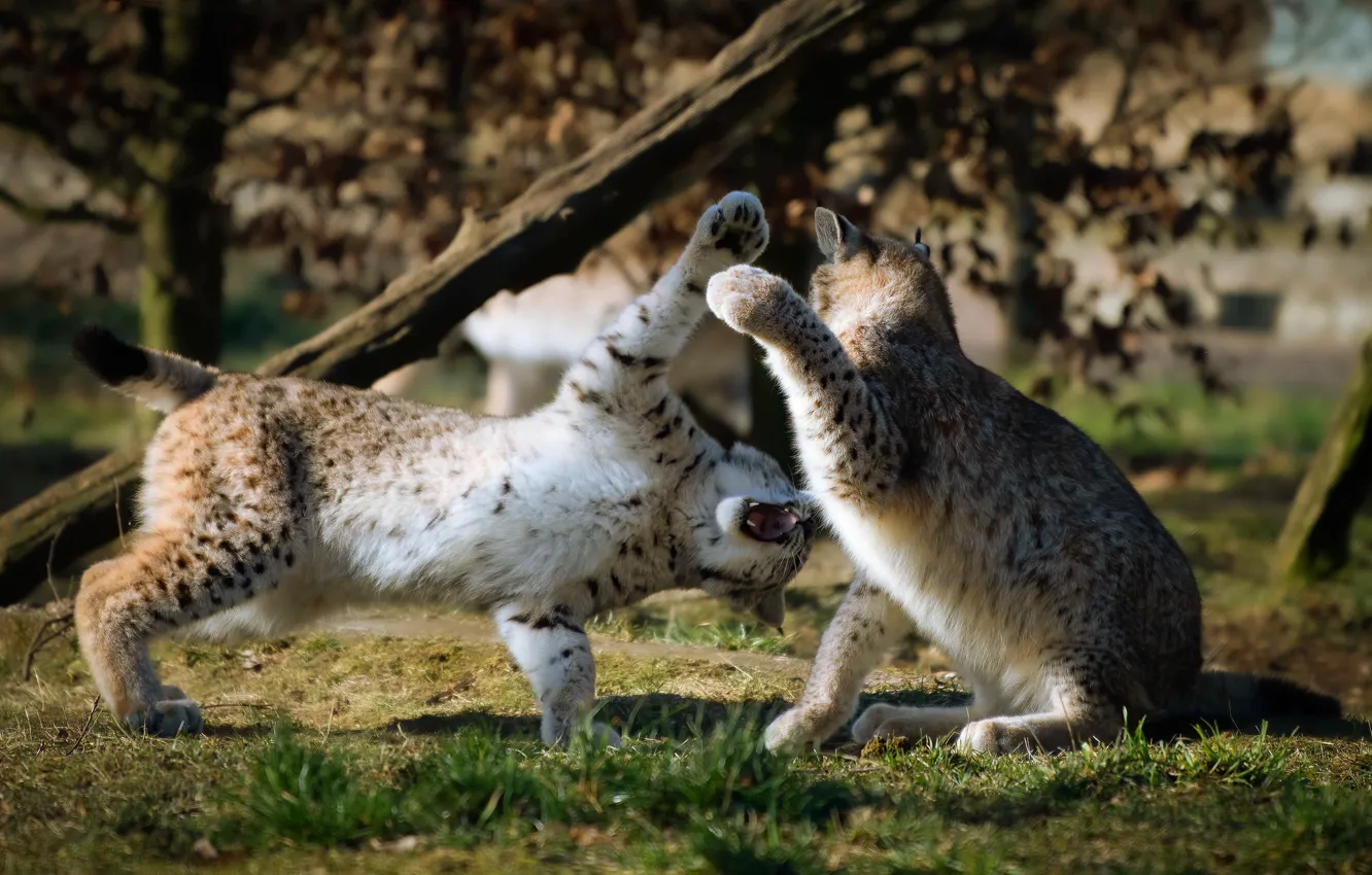 Photo wallpaper grass, light, nature, pose, background, glade, the game, two