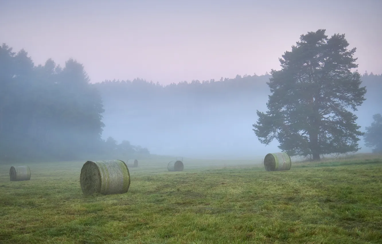 Photo wallpaper field, forest, trees, fog, morning, hay, bales, pine