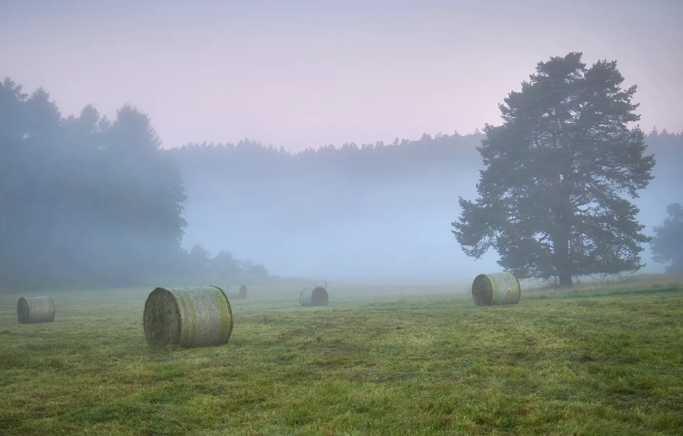 Photo wallpaper field, forest, fog, tree, morning, hay, bales, pine