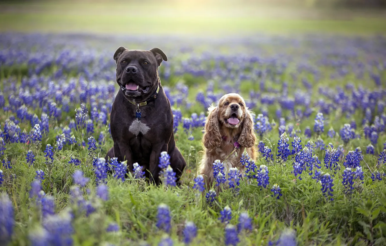 Photo wallpaper flowers, nature, dog