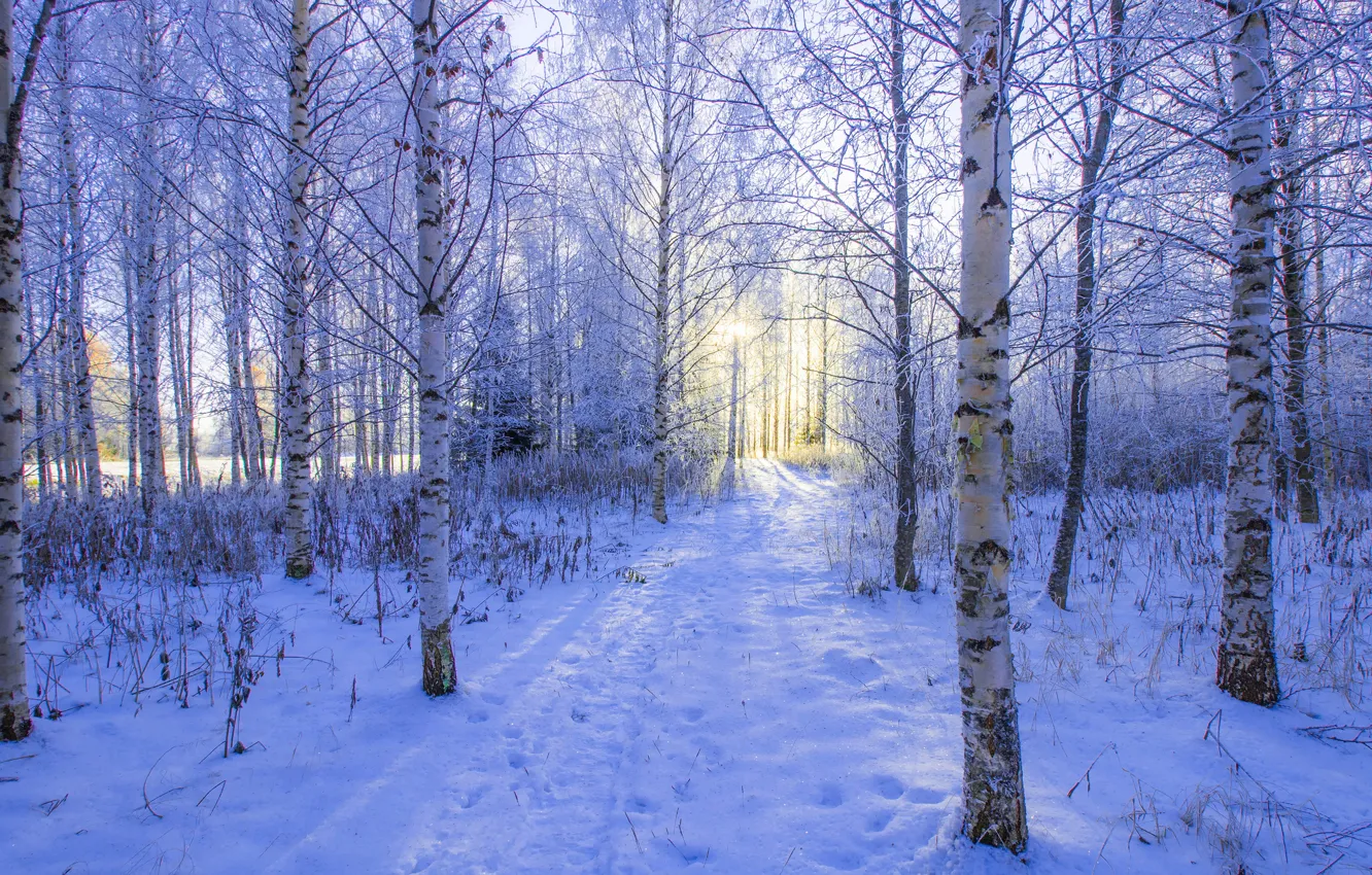 Photo wallpaper winter, frost, forest, the sun, light, snow, trees, landscape